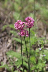 Allium saxatile