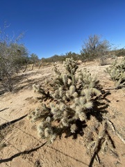 Cylindropuntia sanfelipensis