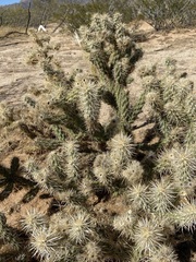 Cylindropuntia sanfelipensis