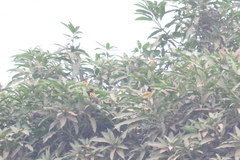 Ploceus cucullatus