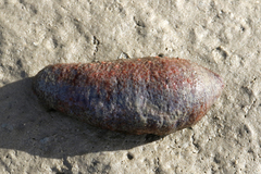 Sclerodactyla briareus