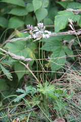 Allium kunthianum