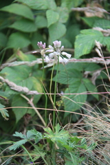 Allium kunthianum