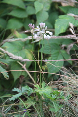 Allium kunthianum
