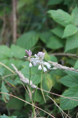 Allium kunthianum
