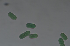 Cyanothece aeruginosa