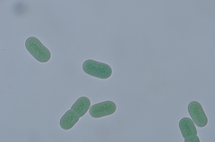 Cyanothece aeruginosa