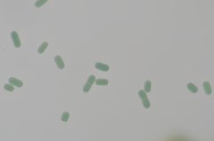 Cyanothece aeruginosa