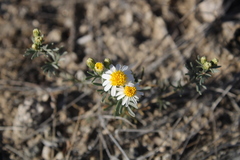 Thymophylla concinna