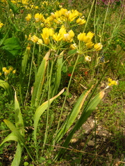 Allium moly
