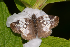 Potamanaxas laoma cosna