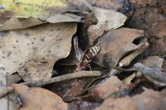 Polistes fastidiosus
