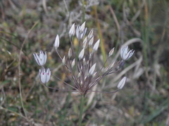 Allium inaequale