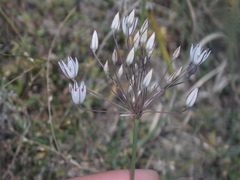 Allium inaequale