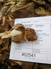 Cortinarius conioides