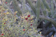 Castela peninsularis