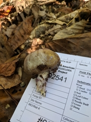 Cortinarius conioides