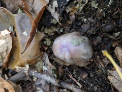 Cortinarius conioides
