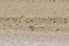 Emarginata tractrac