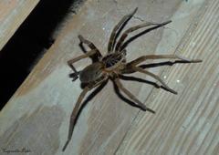 Ancylometes concolor