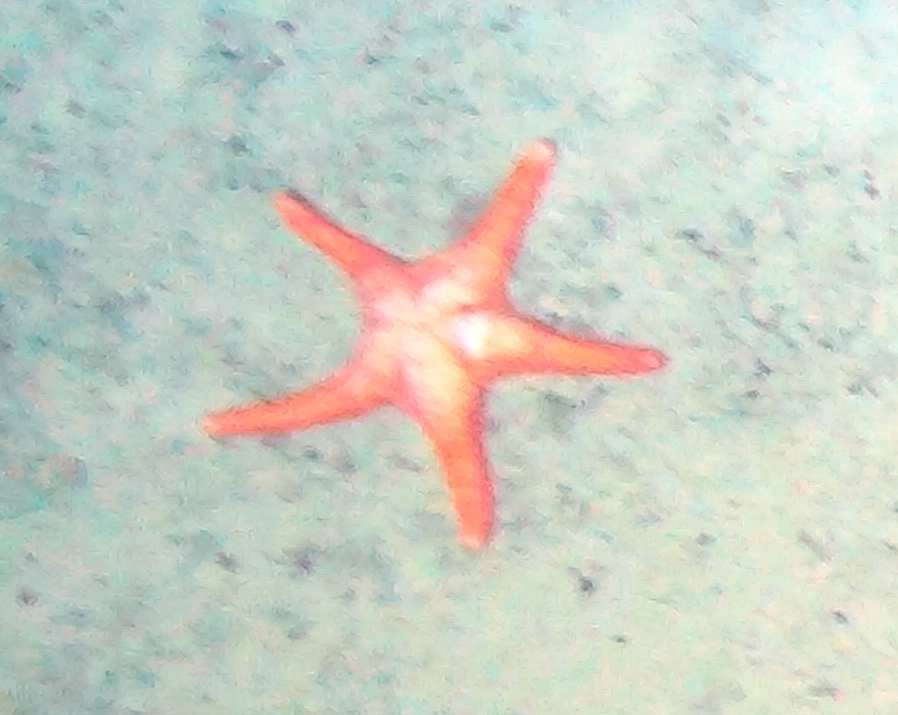 Evoplosoma