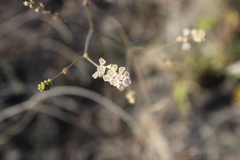 Boerhavia xantii