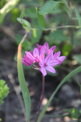 Allium oreophilum