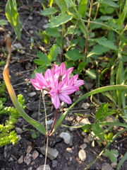 Allium oreophilum