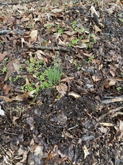 Micranthes micranthidifolia