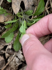 Micranthes micranthidifolia