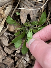 Micranthes micranthidifolia