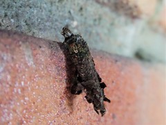 Tineoidea