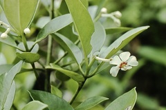 Clusia fockeana
