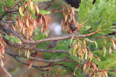 Pytilia hypogrammica