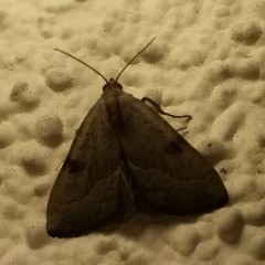 Galgula