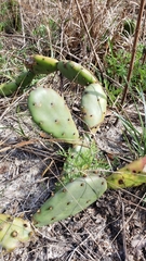 Opuntia austrina