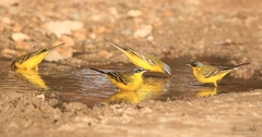 Motacilla flava