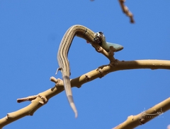 Chalcides mertensi
