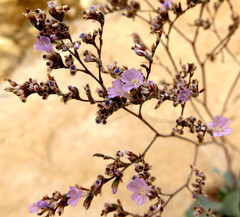 Limonium cossonianum