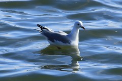 Chroicocephalus hartlaubii