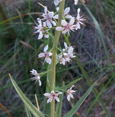 Lysimachia ephemerum
