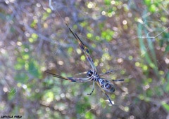 Trichonephila sexpunctata