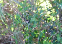 Trichonephila sexpunctata