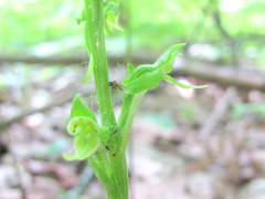Platanthera hookeri