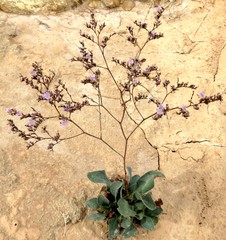 Limonium cossonianum