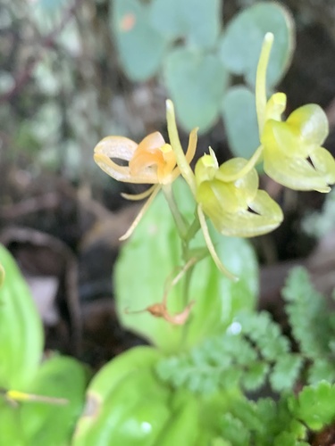 Litter Fly Orchid