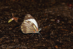 Pieriballia viardi
