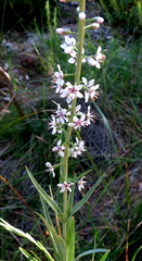 Lysimachia ephemerum