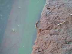 Camponotus rosariensis