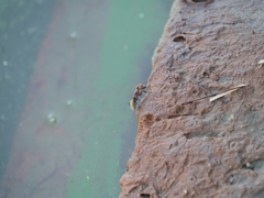 Camponotus rosariensis